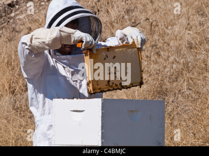 Un apiculteur amateur à Stevensville, Montana commence à ouvrir la ruche Langstroth frames pour récolter le miel à la fin de l'automne. Banque D'Images