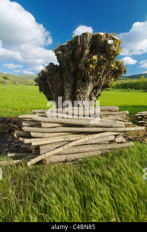 Arbre abattu dans un pré à Teruel, Espagne Banque D'Images