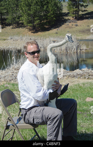 Un homme est titulaire d'un bénévole Le Cygne avant de libérer près de Ovando, Montana. Banque D'Images