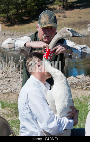 Tenue de Bénévole masculin Le Cygne tout en plaçant une bande autour du cou d'un cygne trompette avant sa sortie près de Ovando, Montana. Banque D'Images