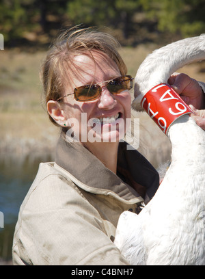 Bénévolat féminin tenant le Cygne avant de relâcher dans le Montana. Cette swan fait partie du projet de restauration Le Cygne. Banque D'Images