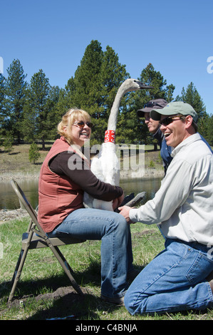 Bénévolat féminin tenant le Cygne avant de relâcher dans le Montana. Cette swan fait partie du projet de restauration Le Cygne. Banque D'Images