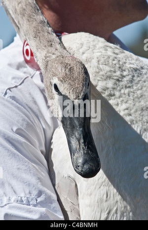 Un volontaire est titulaire d'un cygne trompette avant sa sortie près de Ovando, Montana. Banque D'Images