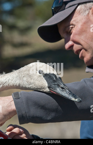 Un volontaire est titulaire d'un cygne trompette avant sa sortie près de Ovando, Montana. Banque D'Images