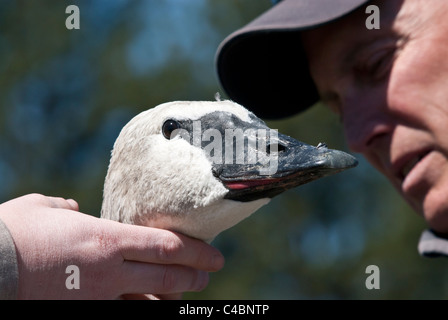 Un volontaire est titulaire d'un cygne trompette avant sa sortie près de Ovando, Montana. Banque D'Images