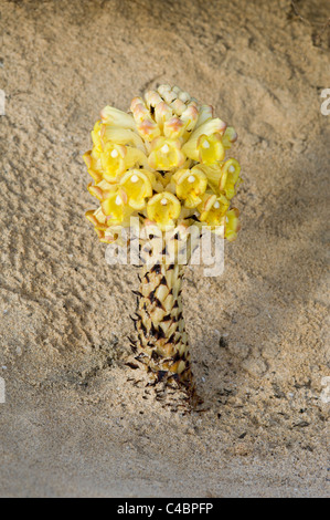 L'Orobanche (Orobanche rapum plus-genistae) sur la plage de Fuerteventura Banque D'Images