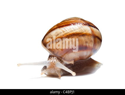 Escargot sur fond blanc Banque D'Images