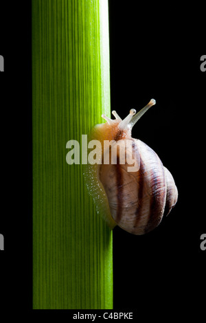 Escargot rampant plante sur fond noir Banque D'Images