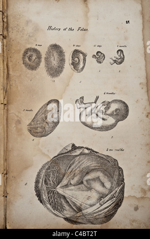 Illustration de la croissance d'un foetus copyright 1844 Banque D'Images