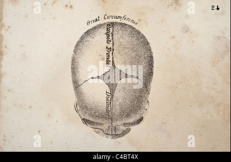 Un crâne fontanel illustration de foetus circa 1844 Banque D'Images