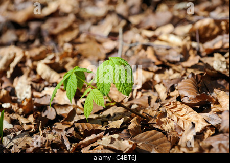 Petit hêtre arbres entrée en feuilles de sol couvert de bois en décomposition de feuilles d'arbres. Banque D'Images