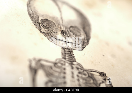 Squelette du foetus vers 1844 avec selective focus Banque D'Images
