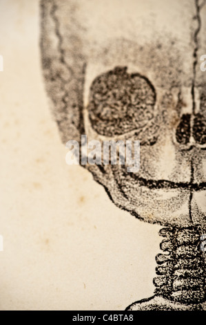Illustration de foetus crâne circa 1844 - macro Banque D'Images