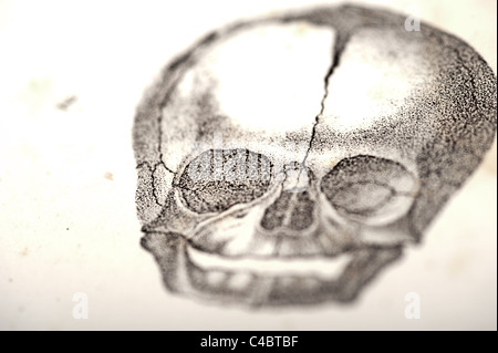 Illustration de foetus crâne circa 1844 - macro, selective focus Banque D'Images