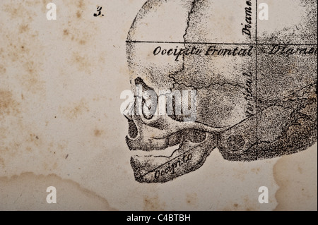 Illustration de foetus crâne circa 1844 - macro, Banque D'Images