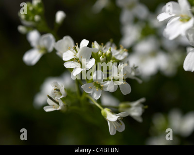 Champ de fleurs blanches Banque D'Images