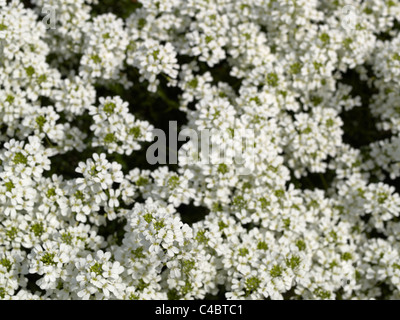 L'Arabis ou rockcress blossoms ; famille Brassicaceae Arabis ferdinandi-coburgii ;, 'Variegata' Banque D'Images