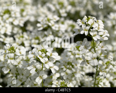 Fleurs de l'Arabis ou rockcress ; famille ; Brassicaceae Arabis ferdinandi-coburgii, 'Variegata' Banque D'Images