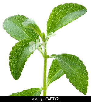 Stevia rebaudiana, sweet leaf substitut du sucre isolé sur fond blanc Banque D'Images