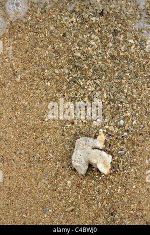 Seul sur le sable de corail. Banque D'Images