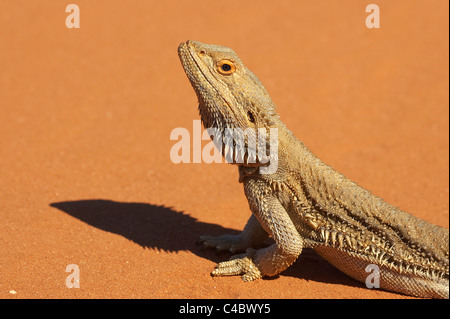 Dragon barbu ( Pogona vitticeps ) Outback, New South Wales, Australie Banque D'Images