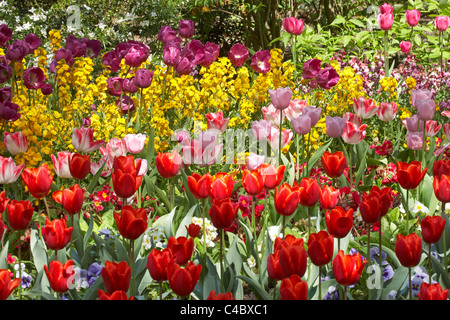 Les tulipes à St James's Park, Londres, Angleterre, Royaume-Uni Banque D'Images