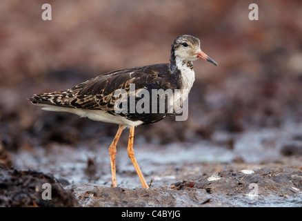 Le Combattant varié (Philomachus pugnax), mâle en plumage d'autre comité permanent sur l'algue Banque D'Images