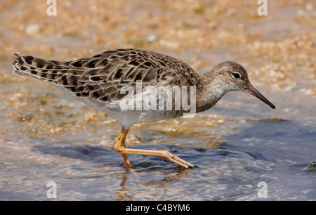 Le Combattant varié (Philomachus pugnax), femme de nourriture dans les eaux peu profondes. Banque D'Images