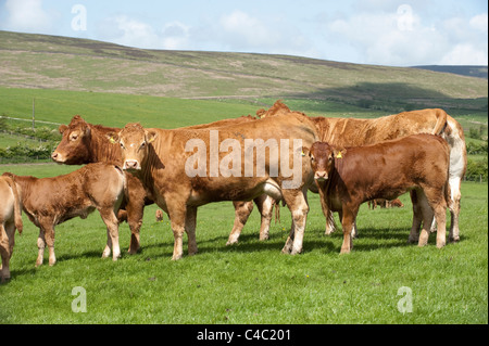 Troupeau de bovins Limousin sur Lancashire hill farm. Banque D'Images