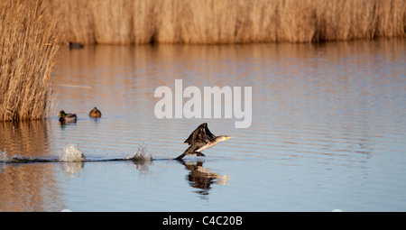 Grand Cormoran Grand Cormoran, ou Cormoran - Phalacrocorax carbo- Banque D'Images