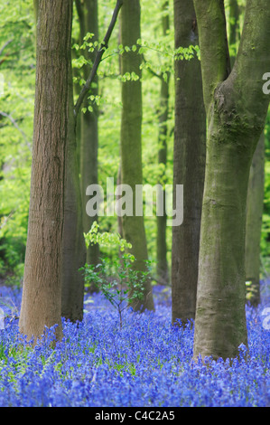 (Bluebell Endymion non-scriptus) dans du bois de hêtre, Kent, Angleterre, Mai Banque D'Images