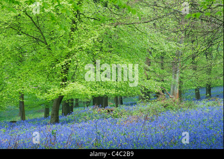 (Bluebell Endymion non-scriptus) dans du bois de hêtre, Kent, Angleterre, Mai Banque D'Images