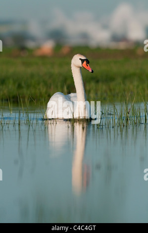Mute Swan (Cygnus olor), natation adultes, de l'industrie derrière, les marais nord du Kent, Kent, Angleterre, Mai Banque D'Images