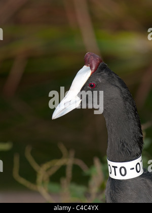 Fulica cristata verticale de portrait, cobbed rouge foulque, marquée. Banque D'Images