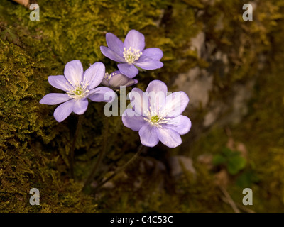 Kidneywort, Hepatica nobilis, horizontal portrait de fleurs. Banque D'Images