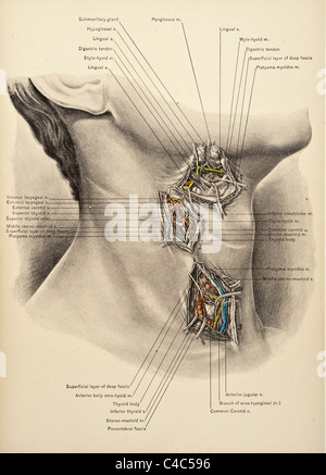 Illustration de l'auteur 1904 Cou Banque D'Images