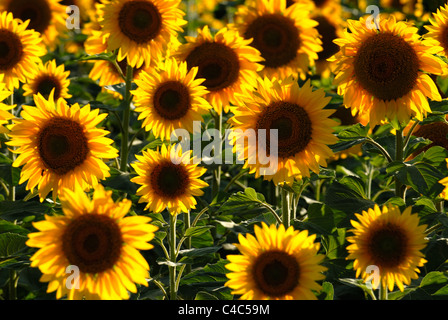 Trio de tournesol en champ de tournesols. Banque D'Images