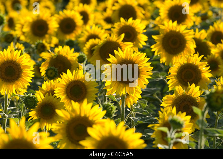 Trio de tournesol en champ de tournesols. Banque D'Images