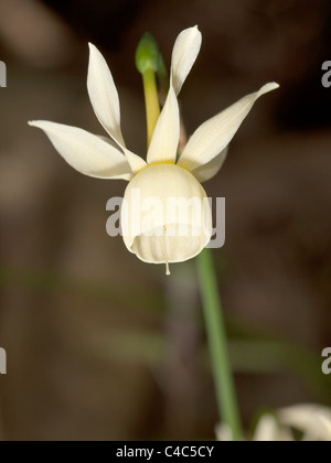 Narcissus triandrus, Angel's tears, jonquille fleur de portrait vertical. Banque D'Images