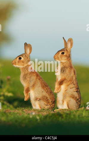 Lapin de garenne (Oryctolagus cuniculus), deux jeunes, alerte dans la lumière du soleil du soir, les marais nord du Kent, Kent, Angleterre, juin, Canis Banque D'Images