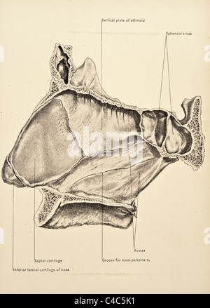 Illustration du nez humain copyright 1904 Banque D'Images