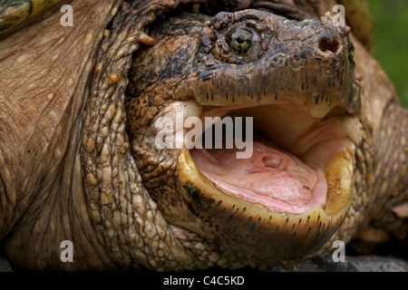 La tortue serpentine (Chelydra serpentina) - New York - Male - trouvés dans l'Est nous et le sud-est du Canada aux montagnes Rocheuses Banque D'Images