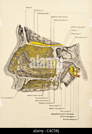 Illustration du nez humain copyright 1904 Banque D'Images