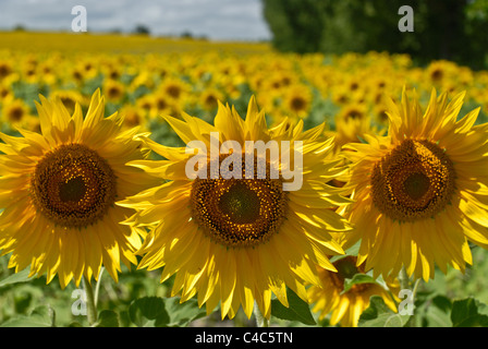 Trio de tournesol en champ de tournesols. Banque D'Images