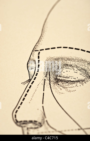 Illustration de la tête humaine copyright 1904 Banque D'Images