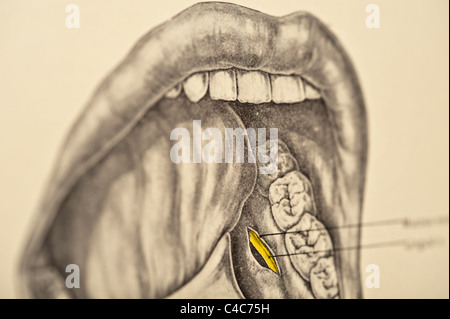 Illustration de la bouche humaine copyright 1904 Banque D'Images