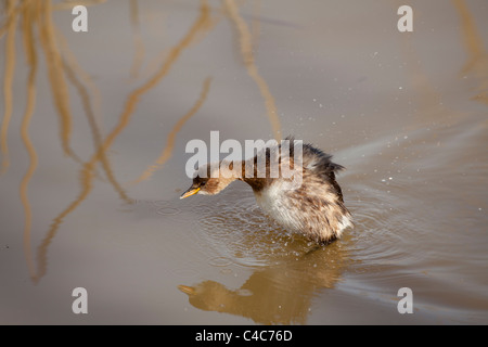 Grèbe castagneux - Tachybaptus ruficollis -, Delta del Llobregat, Barcelone, Espagne Banque D'Images