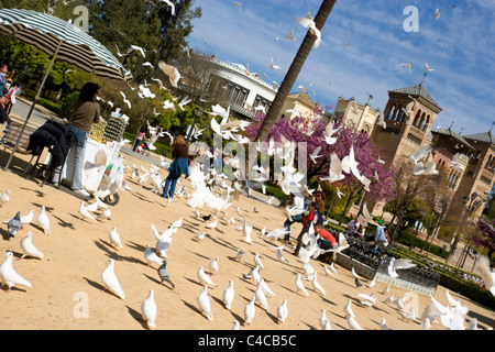 Colombes blanches dans le parc Maria Luisa, Séville, Espagne Banque D'Images