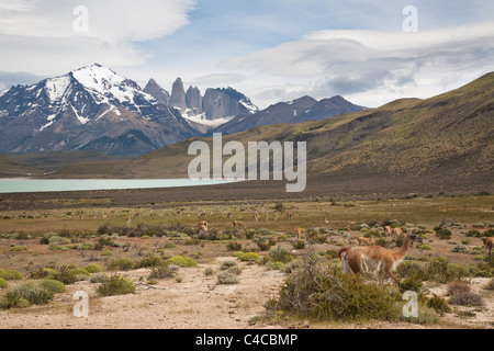 Guanacos, Parc National Torres del Paine, Chili Banque D'Images