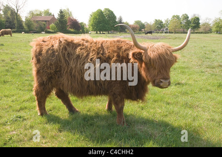 Vache poilue vaches Highland cattle laineux shaggy longue corne cornes bulls steer steer paître sur les terres de pâturage Banque D'Images